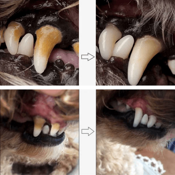 Caneta de cuidado dental pet